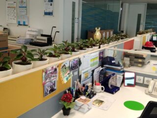 Office Loves Plants