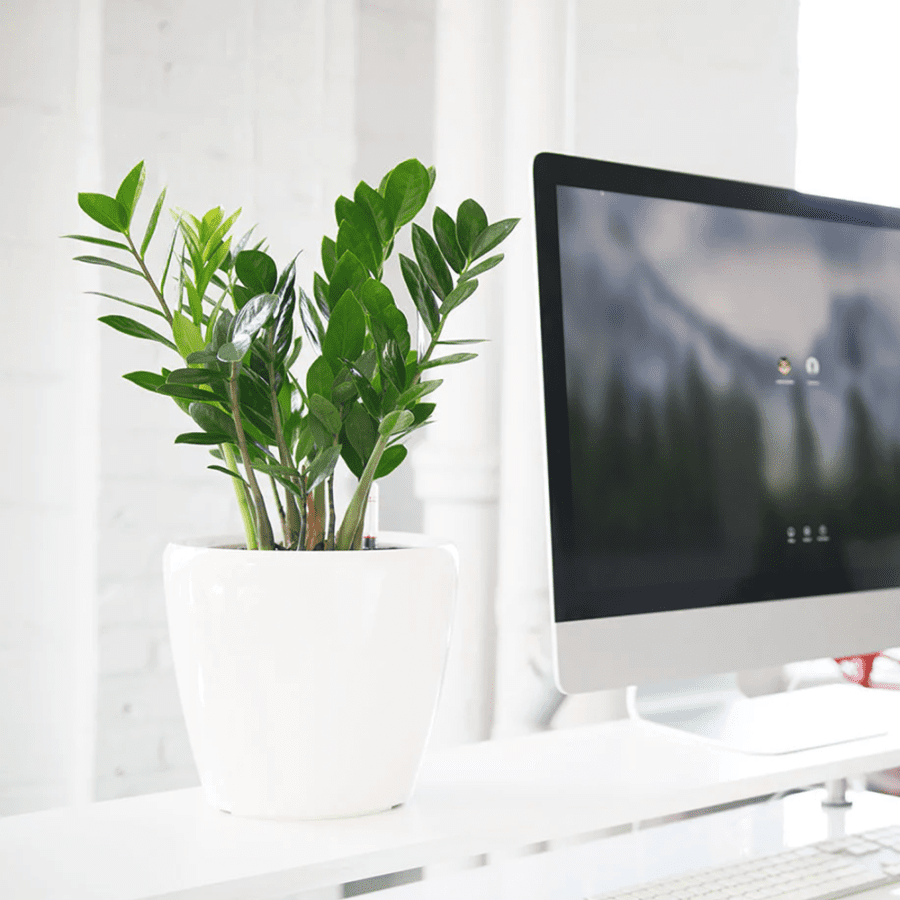 Zamioculcas Zamiifolia