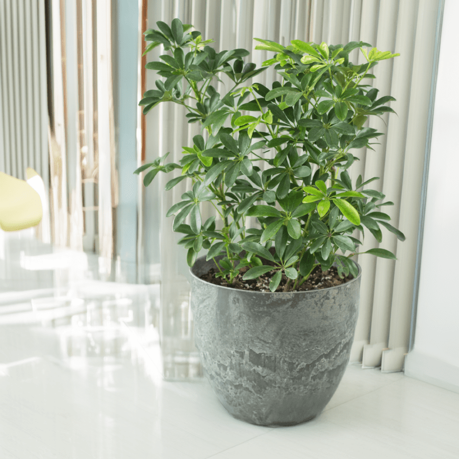 Schefflera Arboricola