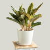 Aglaonema Dona Carmen [Small]