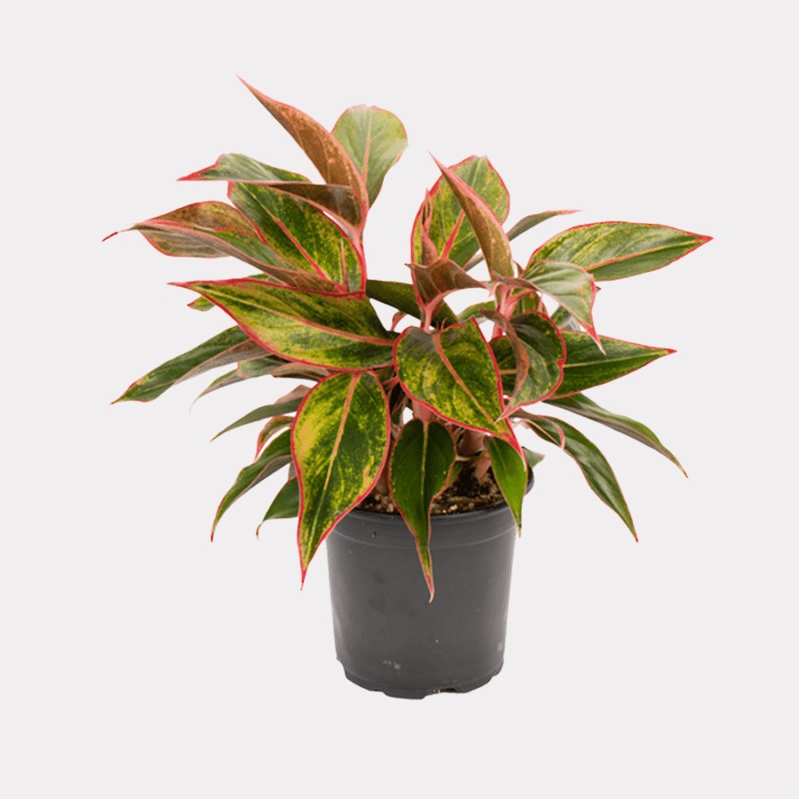Aglaonema Aurora 'Lipstick'
