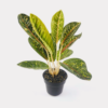 Aglaonema Dona Carmen [Small]