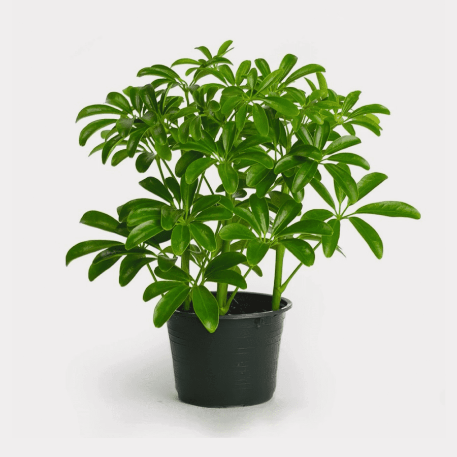 Schefflera Arboricola