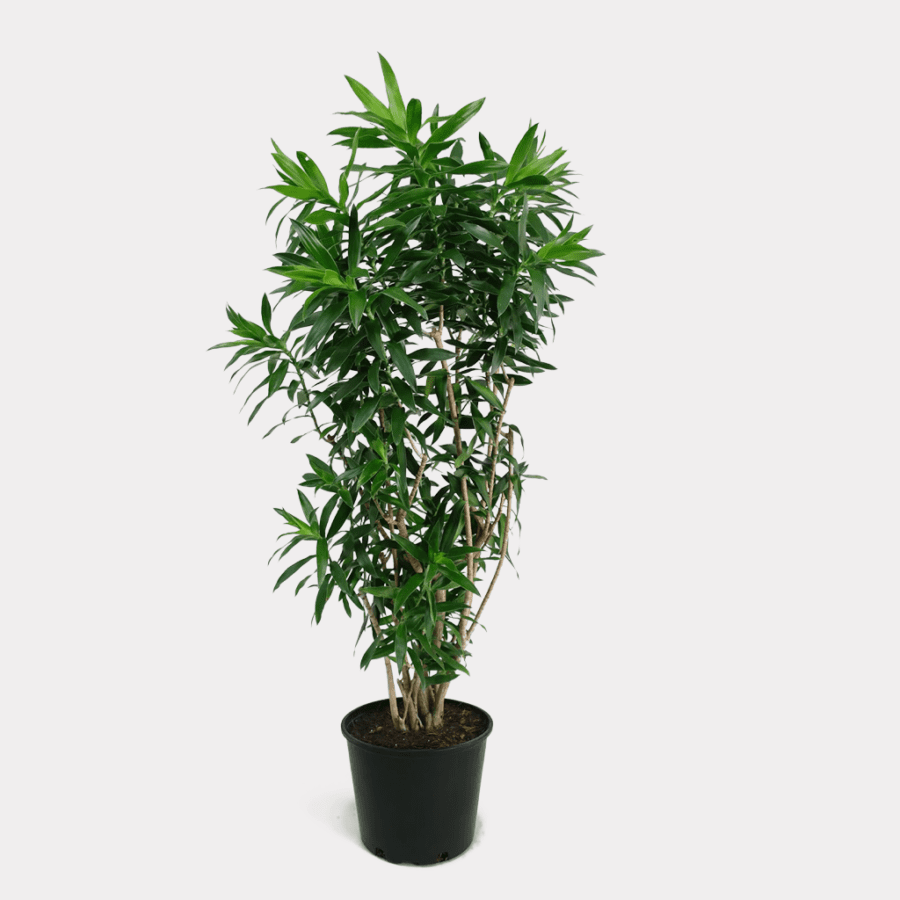 Dracaena reflexa 'Song of Jamaica'