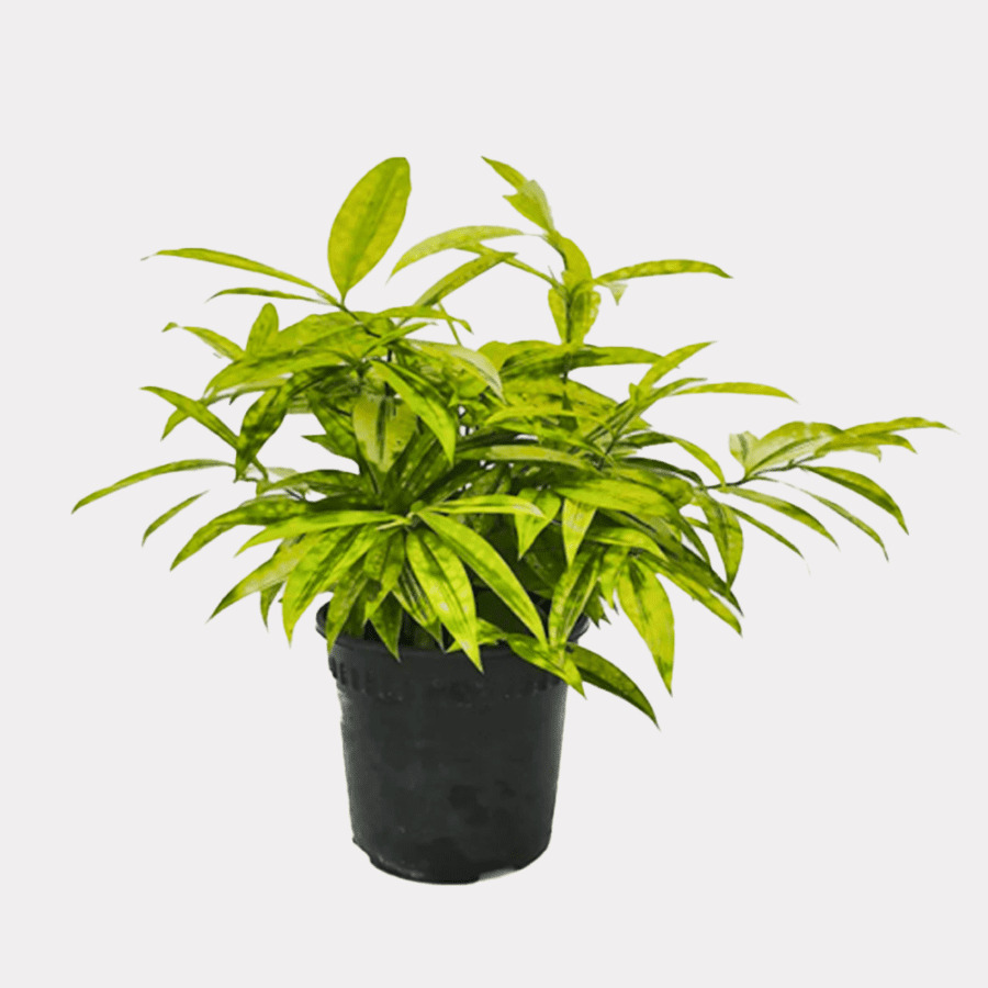 Dracena Surculosa 'Golden'