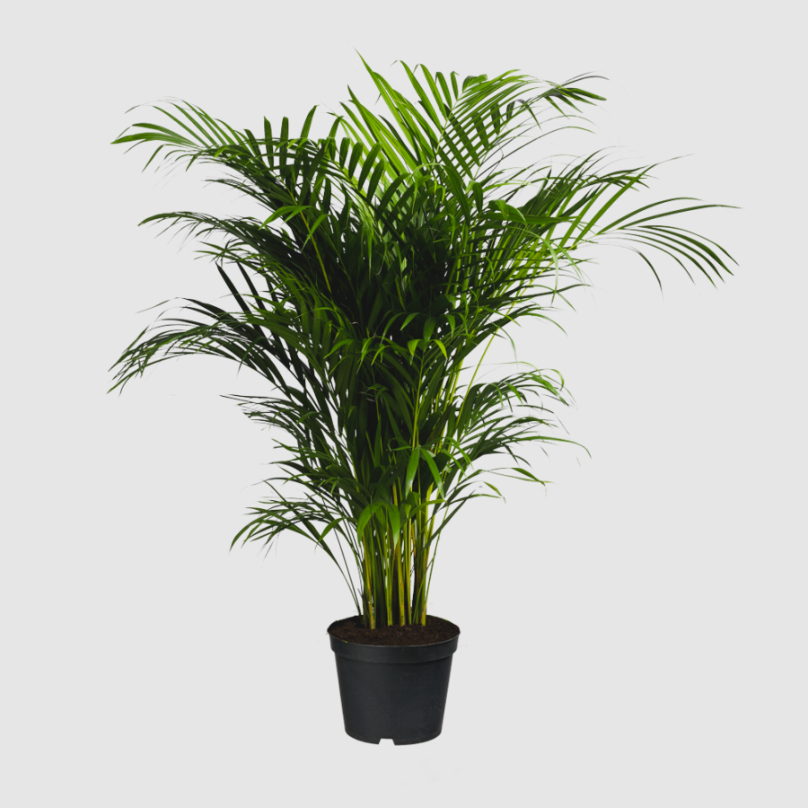 Dypsis Lutescens