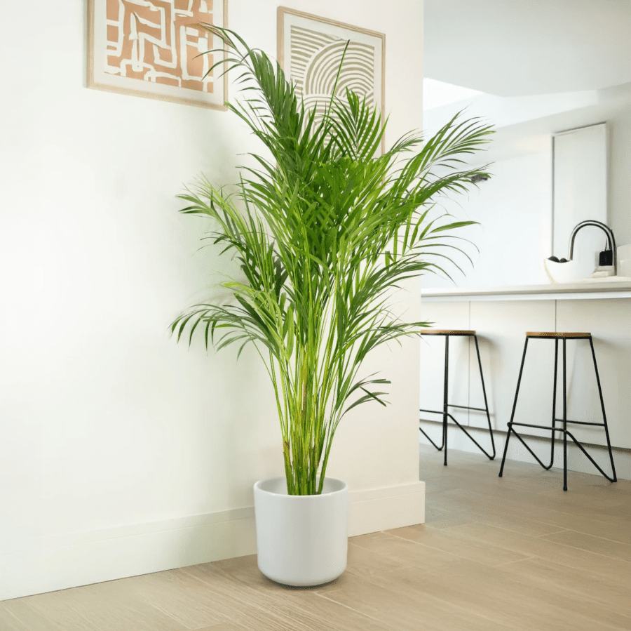 Dypsis Lutescens