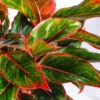 Aglaonema Aurora 'Lipstick' [Small]