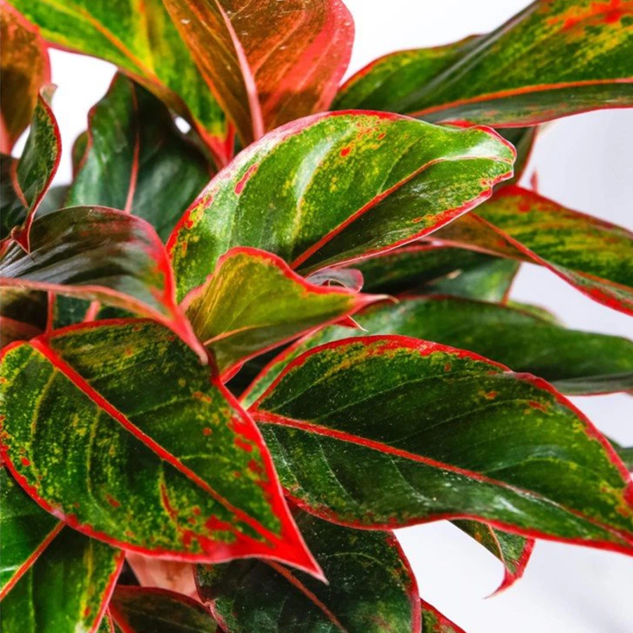 Aglaonema Aurora 'Lipstick'