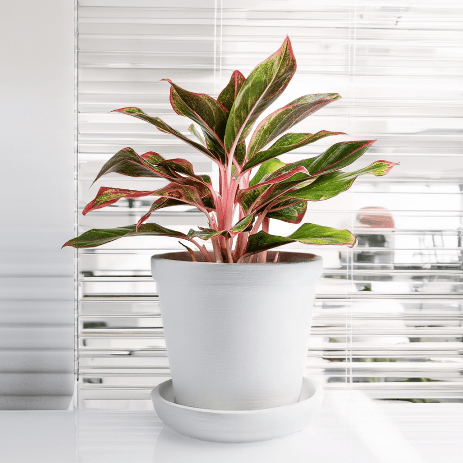 Aglaonema Aurora 'Lipstick'