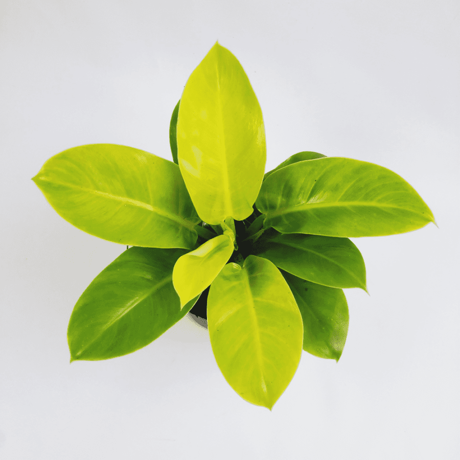 Philodendron Moonlight