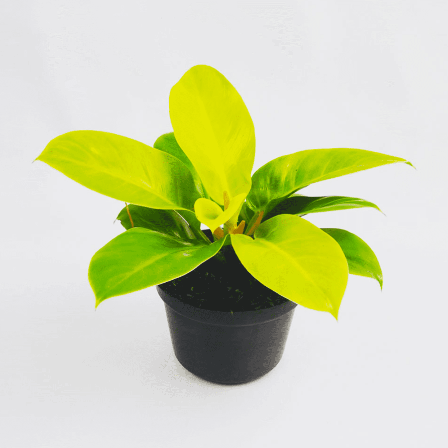Philodendron Moonlight