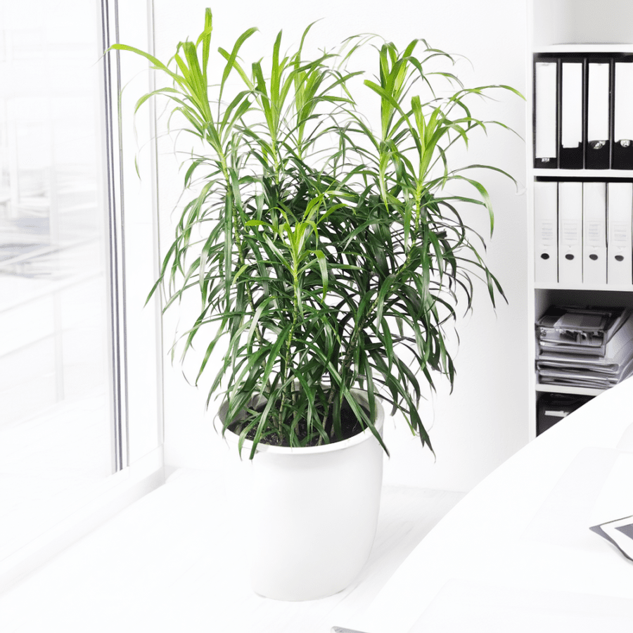 Pleomele Angustifolia