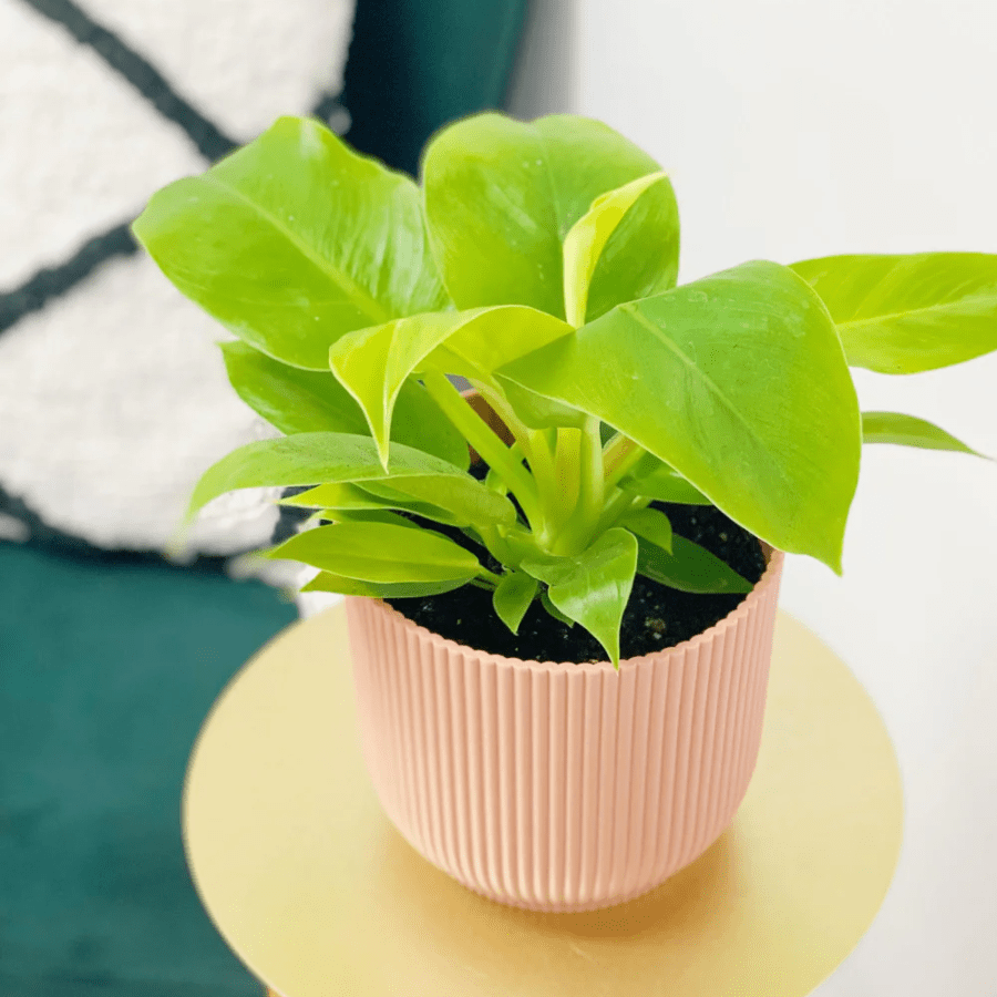 Philodendron Moonlight