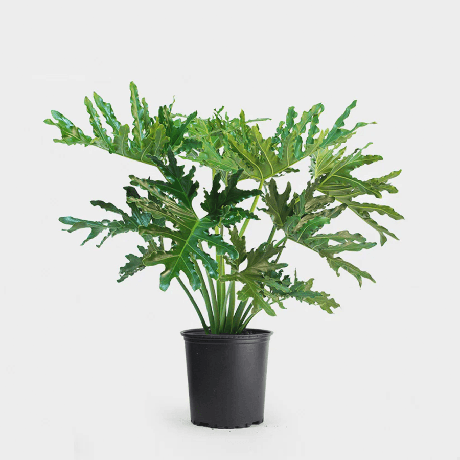 Philodendron 'Hope' Selloum