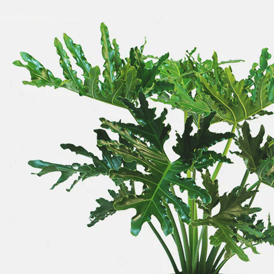 Philodendron 'Hope' Selloum