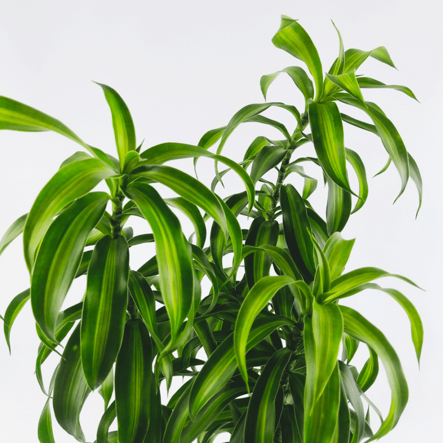 Dracaena reflexa 'Song of Jamaica'