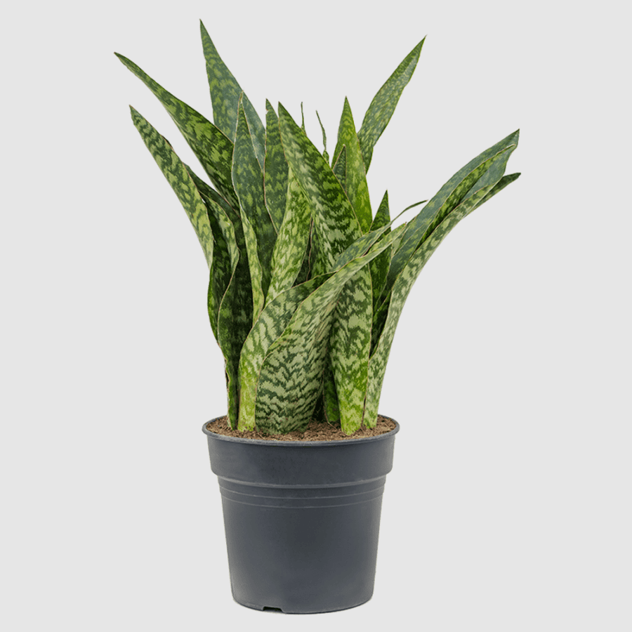 Sansevieria Masoniana 'Whale Fin'
