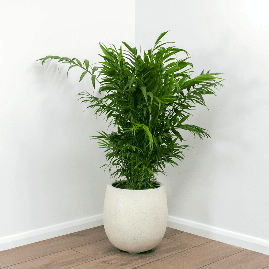 Chamaedorea  Seifrizii