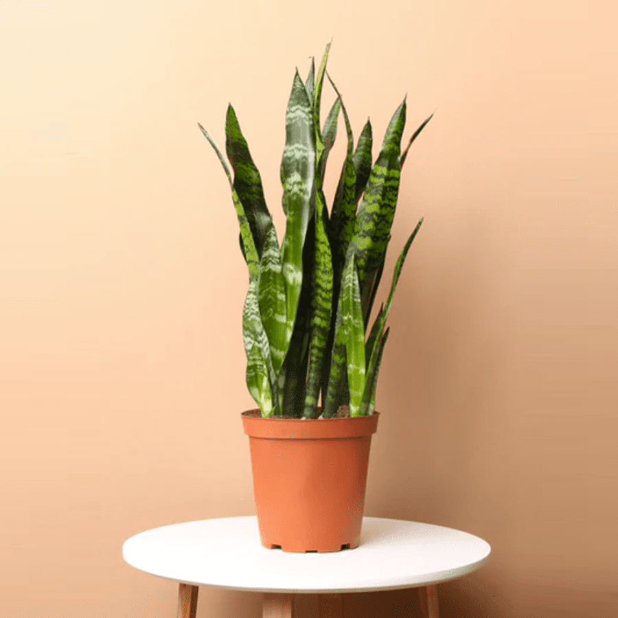 Sansevieria Masoniana 'Whale Fin'