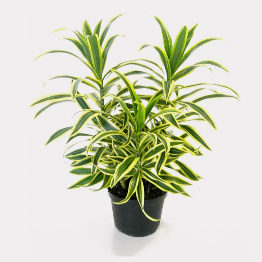 Dracaena Reflexa ‘Song Of Sri Lanka’