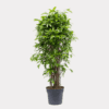 Dracaena Surculosa - Green