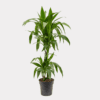 Dracaena fragrans